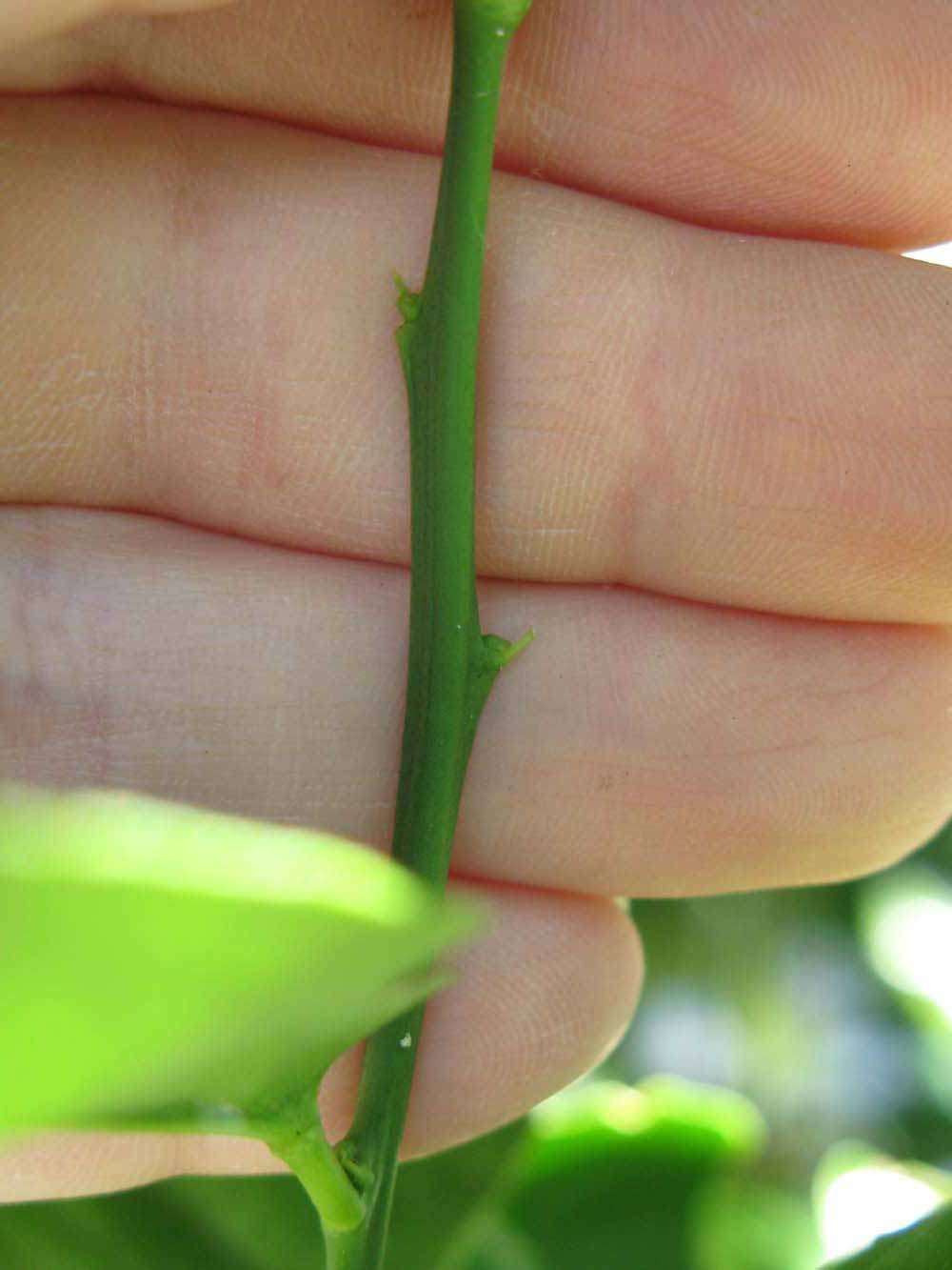            First year twig (Winter Haven, FL)   